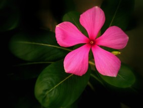 昆达花卉——梁溪区办公室花卉绿植批发之首选昆山花卉批发