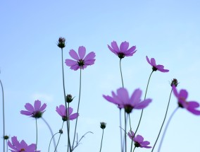 镇江现货花卉租赁与河南菊花种植基地的深度探索镇江菊花展