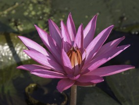 黎明花卉基地——多肉莲花花卉的养殖与管理