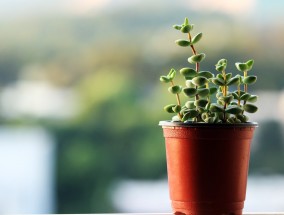 江阴绿植花卉的生态习性与市场价格分析江阴花卉种植基地