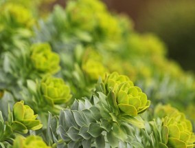 江苏花卉植物租赁价格查询与抽象植物花卉装饰画教案苏州花卉植物租赁